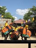 Elephant Show04